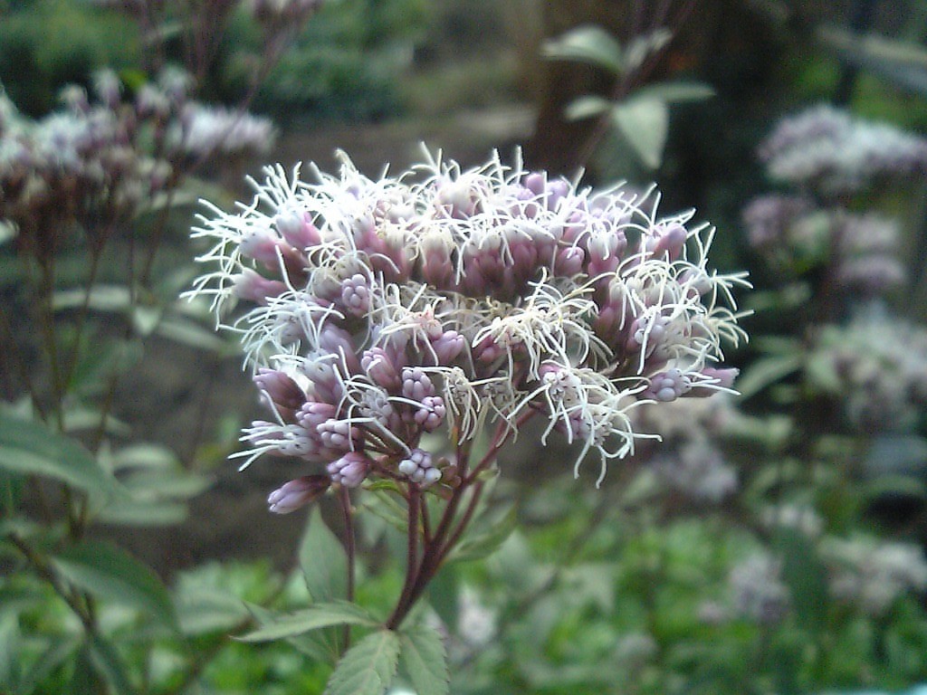 Fujibakama — Thoroughwort, clusters of pale pink blossoms