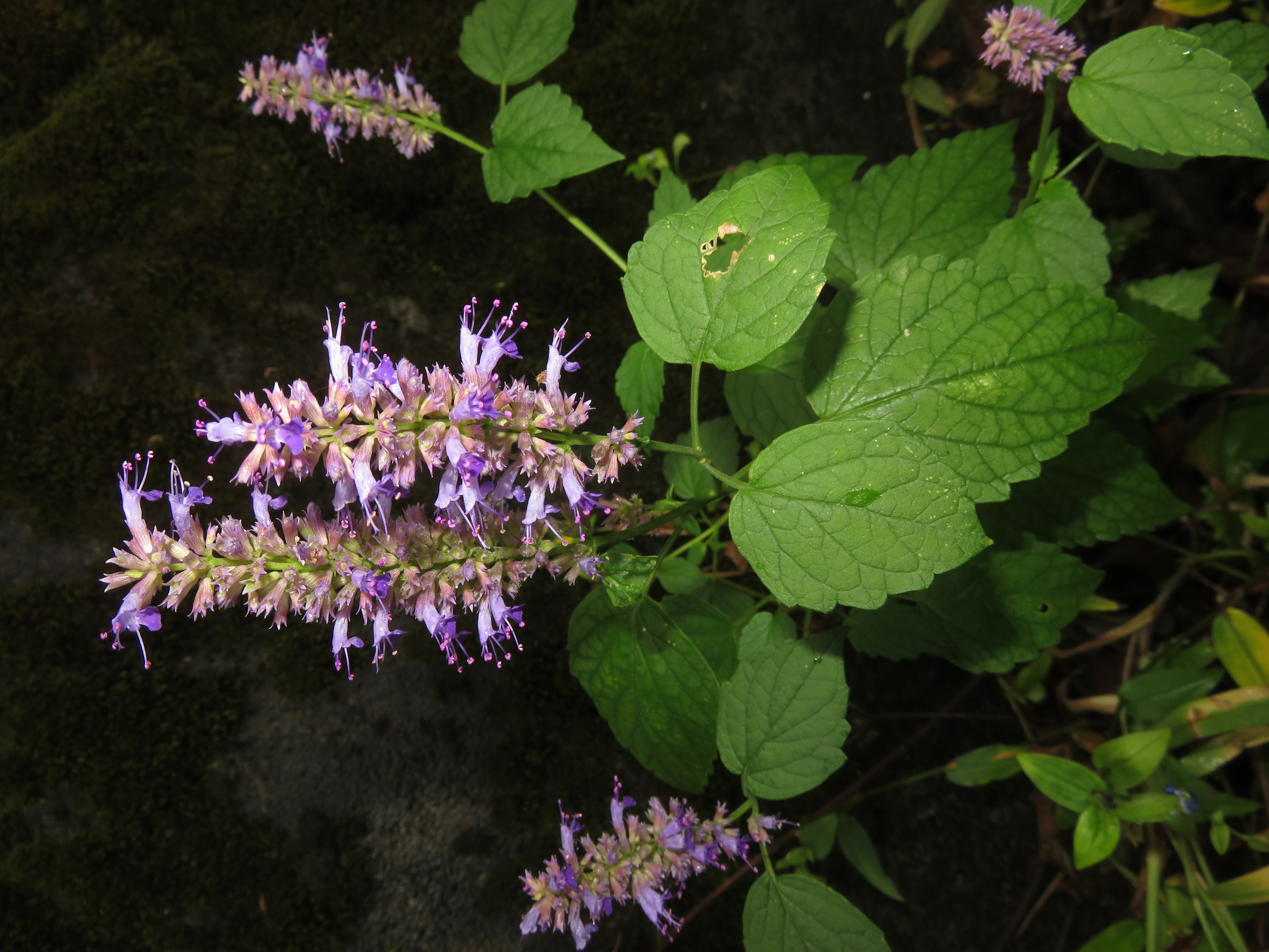 Kawamidori — Korean mint, spikes of purple flowers with broad green leaves