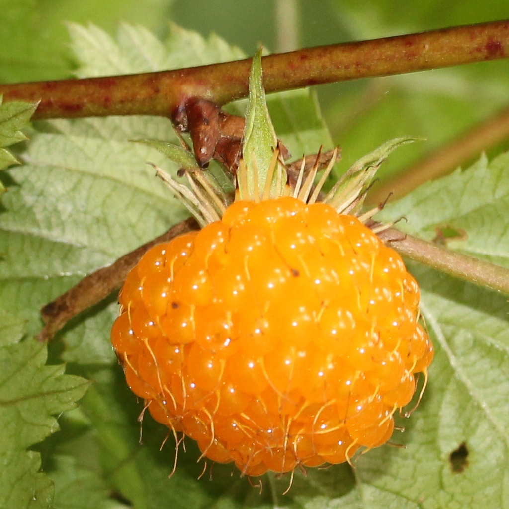 Ki-ichigo — Wild raspberry, ripe red fruit and green unripe berries