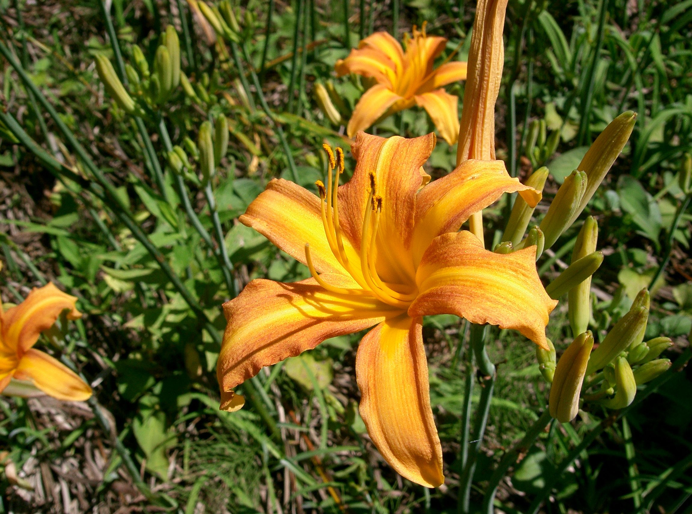 Nokanzou — Orange daylily, a vivid orange trumpet bloom