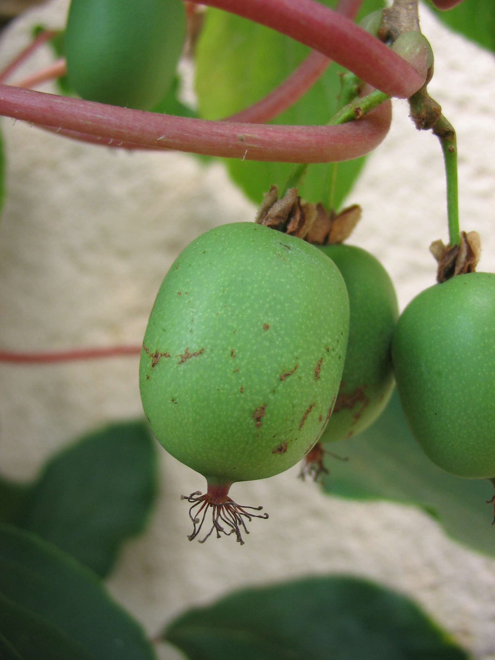 Sarunashi — Hardy kiwi fruit, small green hairless kiwi hanging on vine
